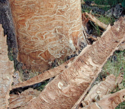 Un arbre infesté à l’agrile du frêne présente plusieurs symptômes, comme des galeries en forme de «S» sous l’écorce, avec de fines sciures brunâtres. Photo: ACIA