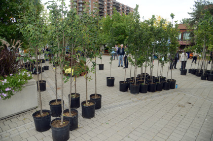 Distribution d’arbres à Saint-Lambert item-thumbnail