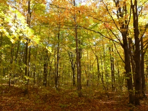 Photo = Courtoisi Nature Action Québec.