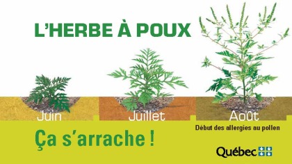 Brossard s'attaque à l'herbe à poux.