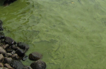 Québec incite à la vigilance avec les algues bleu-vert.