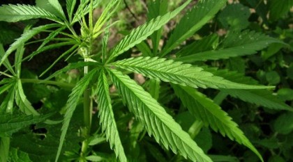 Deux personnes ont été arrêtées pour possession de cannabis à Longueuil.
