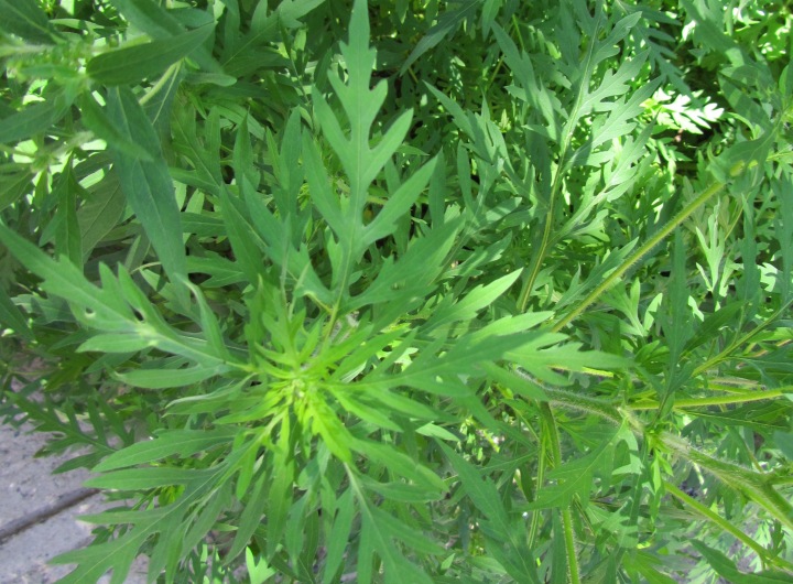 Lutter contre l’herbe à poux à Longueuil item-thumbnail