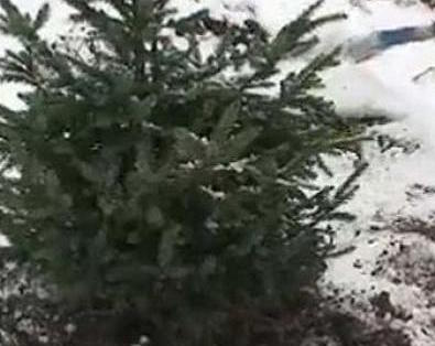 Collecte de vieux sapins à Saint-Lambert.