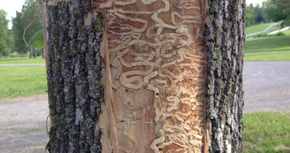 Sainte-Julie abat des arbres infestés par l’agrile du frêne.