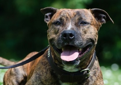 Saint-Julie suspend temporairement l'adoption d'un règlement obligeant la muselière « panier » pour certaines races de chiens.