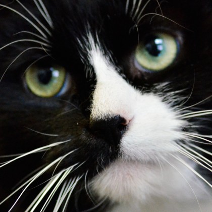 Journées d'adoption de chats à Chambly.