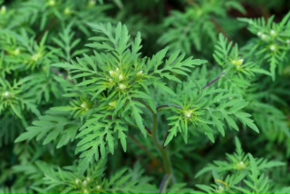 Brossard poursuit ses efforts afin de contrôler l’herbe à poux.