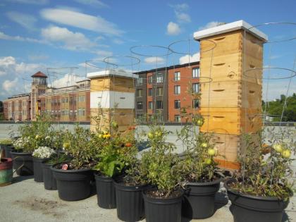 Le développement des ruches urbaines à Saint-Lambert se porte bien.